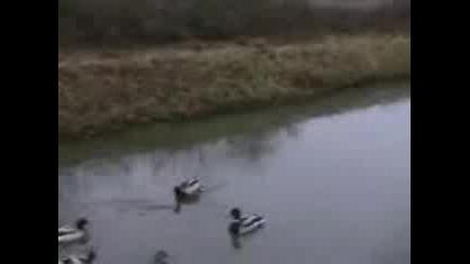 Landingonice