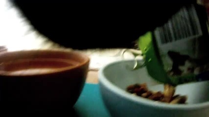 Cat Diaries: Първият Филм Сниман от Котки