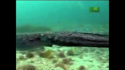 Fooled by Nature - Intelligent Octopus