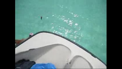 Плуващи Свине На Бахамските Острови ! 