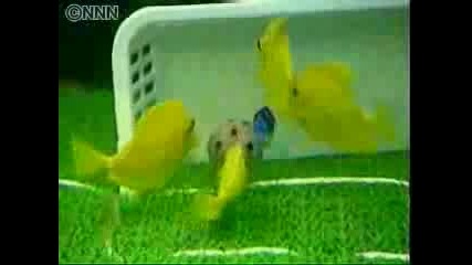 Риби Играят Футбол