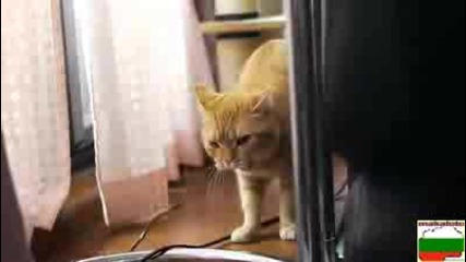 Мъррррр