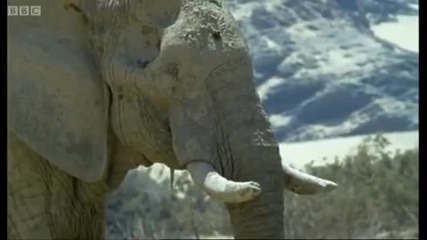 Дивата Природа - Слоновете в пустинята Намиб