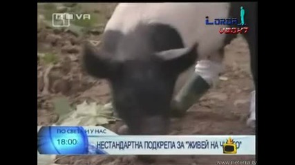 Страхливо От Мръсотия Прасе (Смях!) - Господари на Ефира 26.06.2008