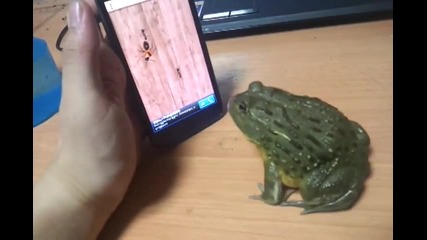 Гладна жаба играе телефонна игра