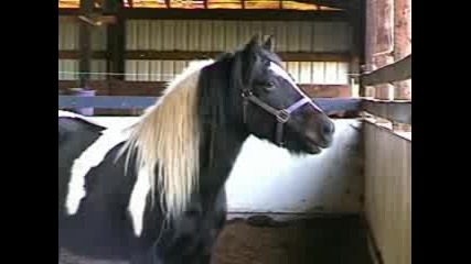 Horses -  Gipsy Vanner 