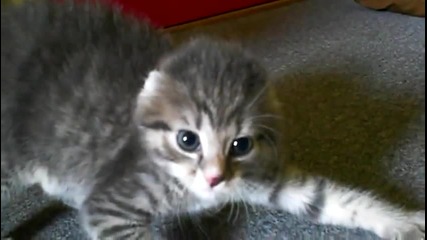 Уплашеното Коте )