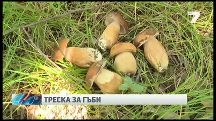 Гъбена треска обхвана България