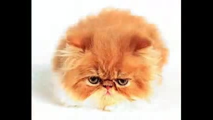 Сладки Котки