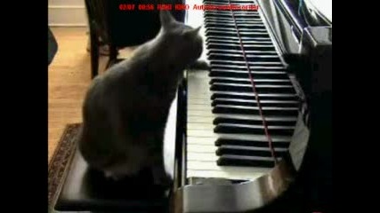 Котка Пианист