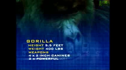 Animal Face-Off: Горила vs Леопард