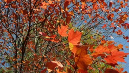 Autumn Leaves - Richard Clayderman