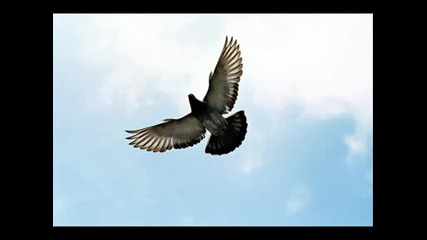 Robert Miles - Freedom