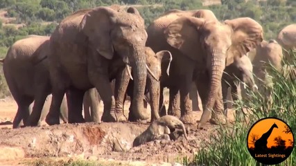Майка слон спасява малкото си