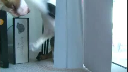 Котка бие шамари на куче!