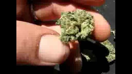 O.g. Kushthe Worlds Best Strain Of Hybrid Marijuanagnarly