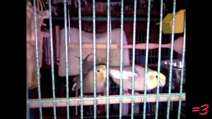 Bird Secks!!! 