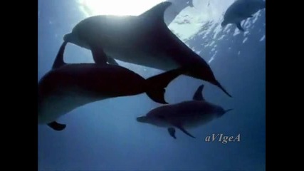Делфин - Богдан Томов - Детска песничка 