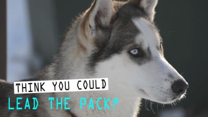 Sled Dog Day: 3 amazing things you didn't know