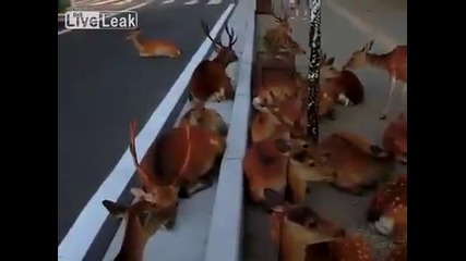 Сърни и елени окупират улица я Япония