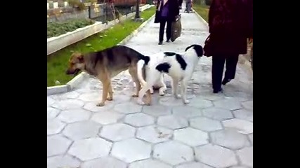 Dve zakleshteni Kucheta|! Mn0g0 Smqx