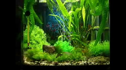 My home aquarium 3 
