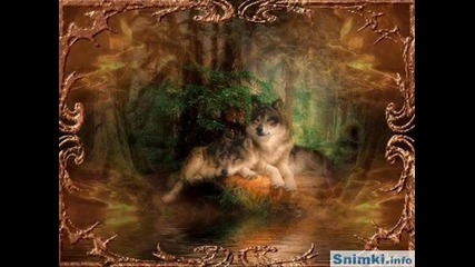 sweet wolves