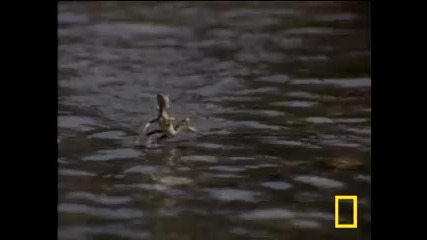 Бягащ гущер по водата