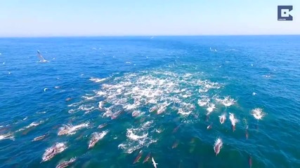 Страхотни кадри на делфини, заснети с дрон