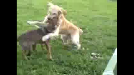борба между кучета