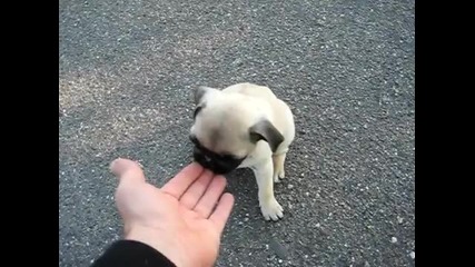 Сладко бебе куче =) ) ) ) ) ) ) ) 