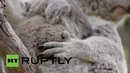 Сладка коала си играе в зоологическата градина в Сан Диего