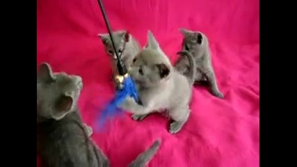 Руски сини котенца обучение за лов