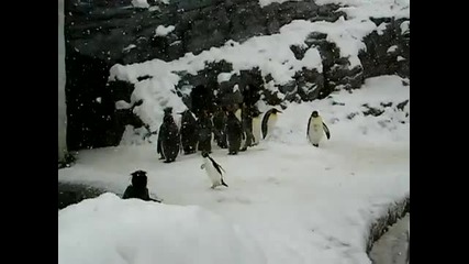 Happy Penguin jumpin 