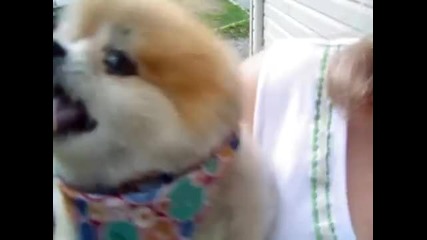 C U T E Laughing Dog ;** 