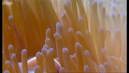 Underwater masters of disguise - Wild Indonesia - Bbc 