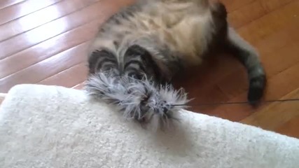 Дебела котка си играе