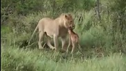 Игра между лъв и антилопа
