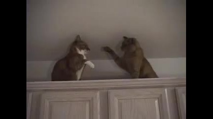 Cat Fight 
