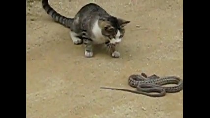 Cat vs snake