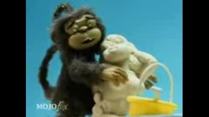 Cool - monkey 