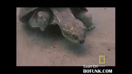 Риба срещу костенурка !
