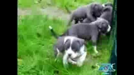 my pit bull