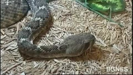 Змии и игуани във Варна