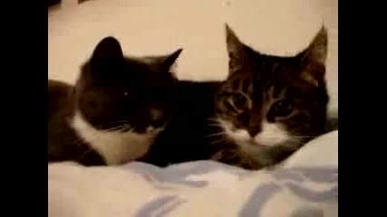 две котки си говорят