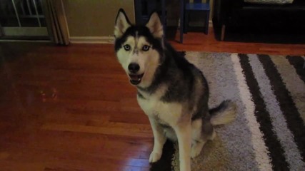 Кучето Mishka иска вафли