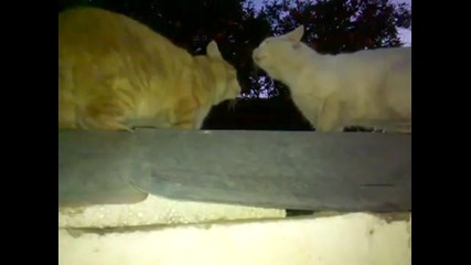 котки се карат