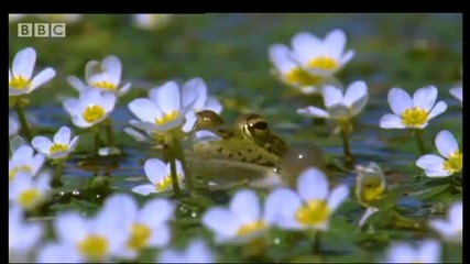 Frogs in the Forest - Creatures of the Cork Forest - Bbc 