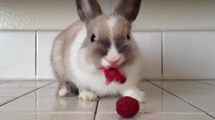 Зайче яде малини!!!