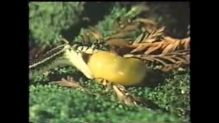 Snake Vs. Large - Slug